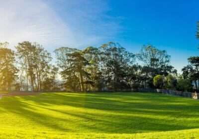 Sunlit green field with tall trees under a clear blue sky.