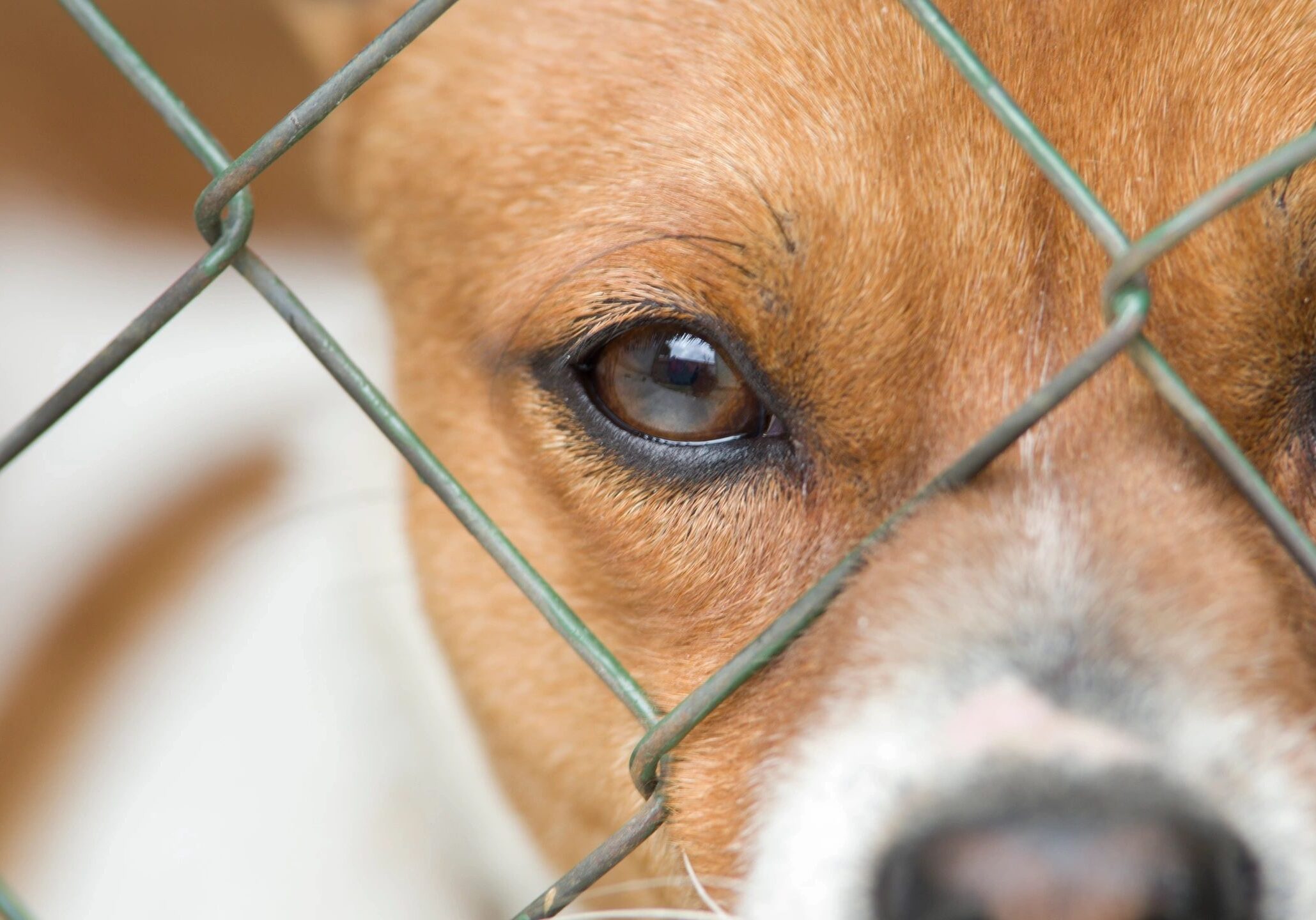 Close-up of a dog's eye behind a chain-link fence.
